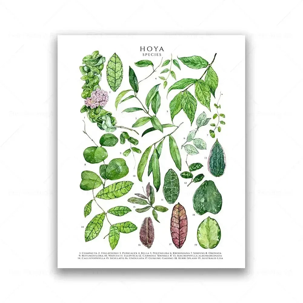 Botanical House Plant Canvas Painting Educational Poster Leaves Print Wall Art Picture Kids Room Decor Plant Lovers GiftBotanica