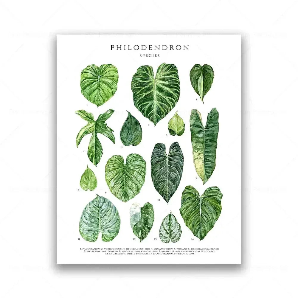 Botanical House Plant Canvas Painting Educational Poster Leaves Print Wall Art Picture Kids Room Decor Plant Lovers GiftBotanica