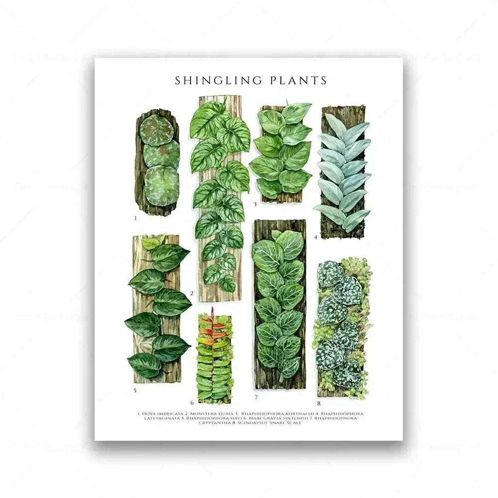 Botanical House Plant Canvas Painting Educational Poster Leaves Print Wall Art Picture Kids Room Decor Plant Lovers GiftBotanica